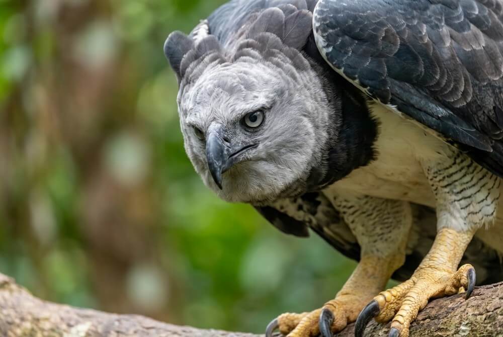 Harpia wielka z bliska