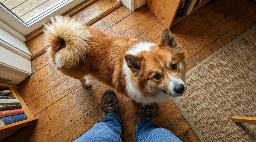 Islandzki szpic pasterski przy nogach właściciela