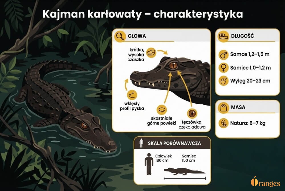 Infografika przedstawiająca kajmana karłowatego z opisem cech głowy, ubarwienia i barwy oczu oraz zestawieniem długości i masy