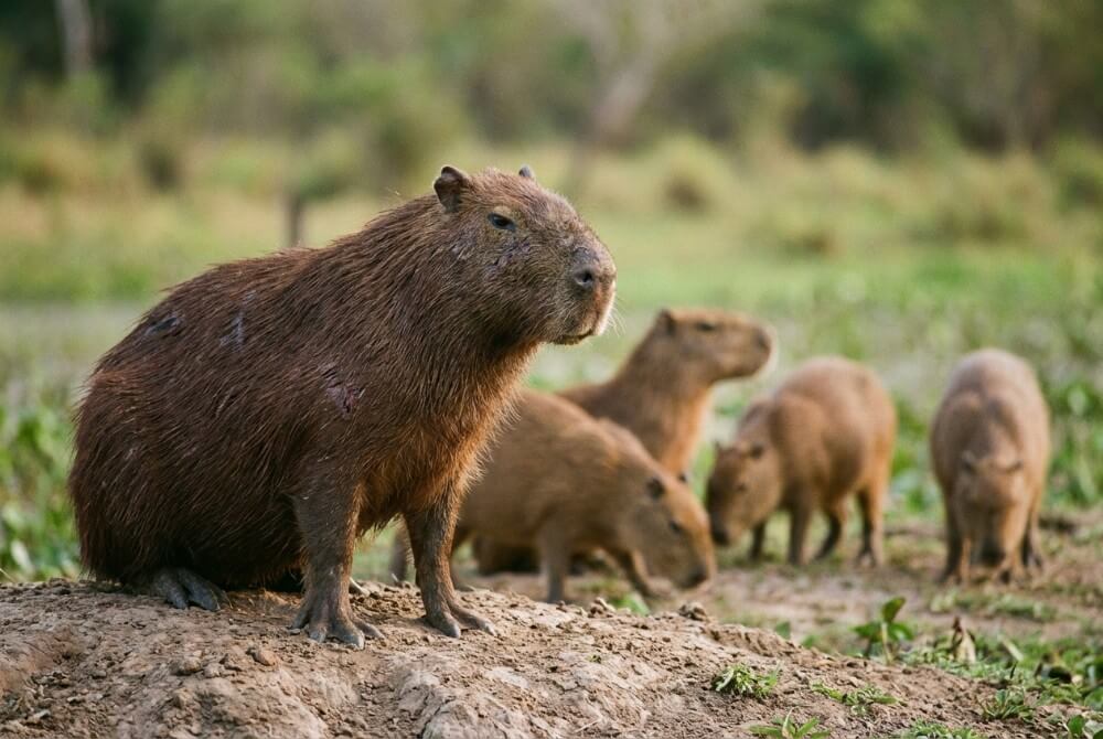 Dominujący samiec kapibary na tle stada