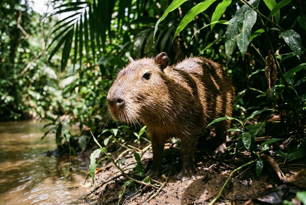 Kapibara mała przy strumieniu w gęstej roślinności