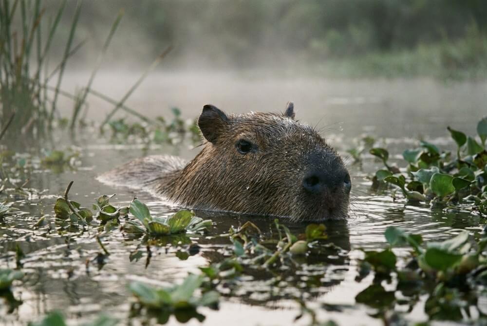 Oczy, uszy i nozdrza kapibary widoczne nad powierzchnią wody