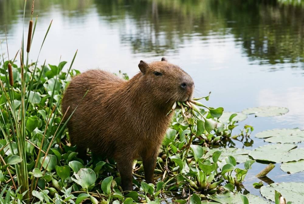 Kapibara jedząca rośliny wodne przy brzegu