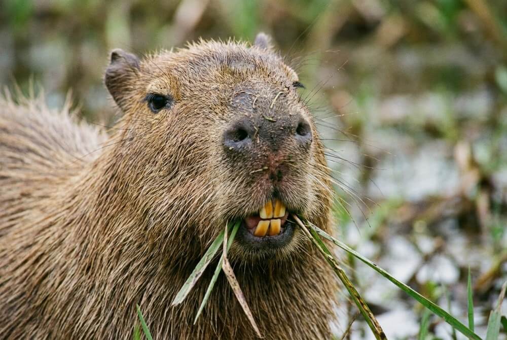 Kapibara jedząca trawę, z widocznymi siekaczami