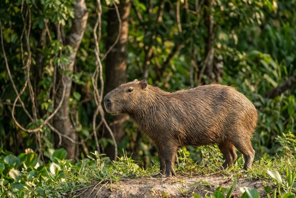 Kapibara wielka stojąca na brzegu rzeki w Ameryce Południowej