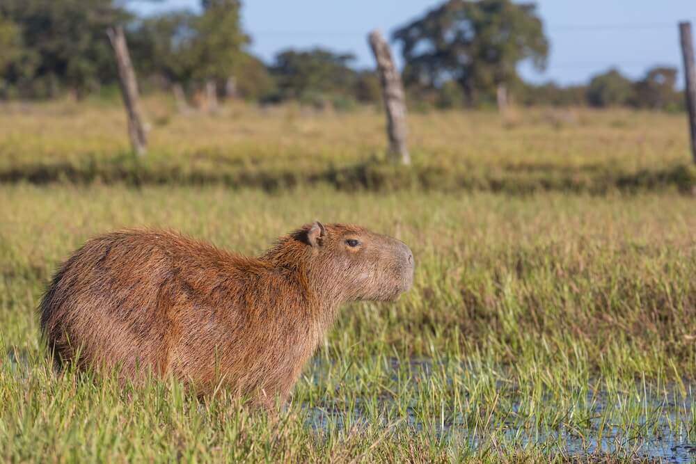 Kapibara wielka w naturalnym środowisku