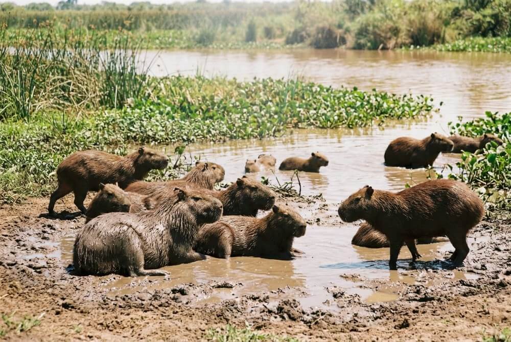 Stado kapibar odpoczywające razem na brzegu w pobliżu wody