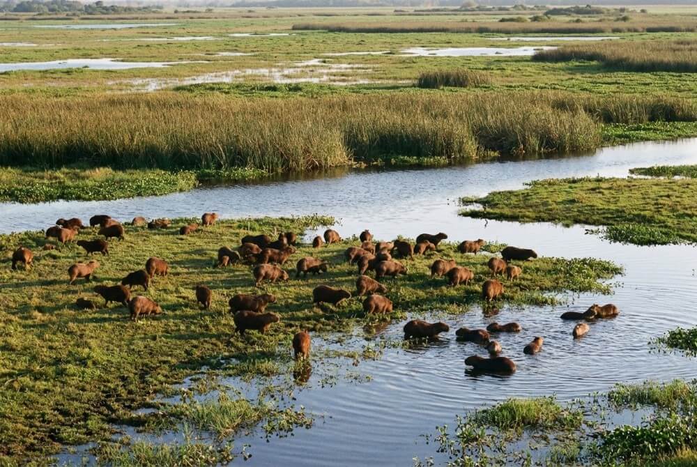Kapibary odpoczywające przy brzegu jeziora, część w wodzie