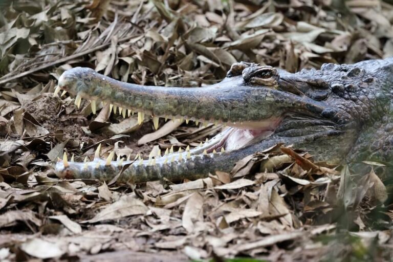 Krokodyl gawialowy pysk