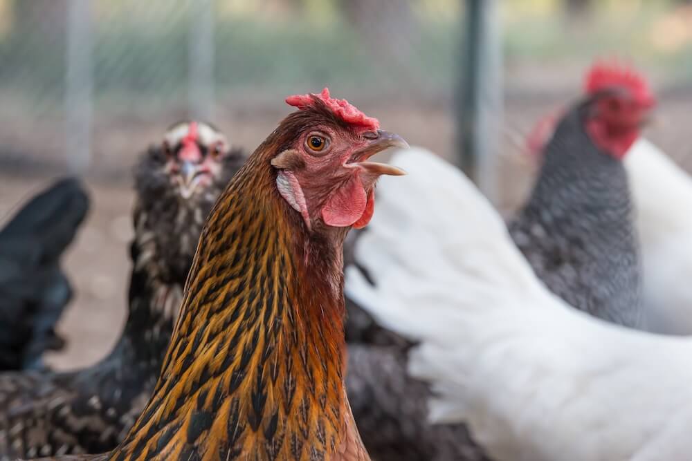 Kura na fermie wszystkożerca
