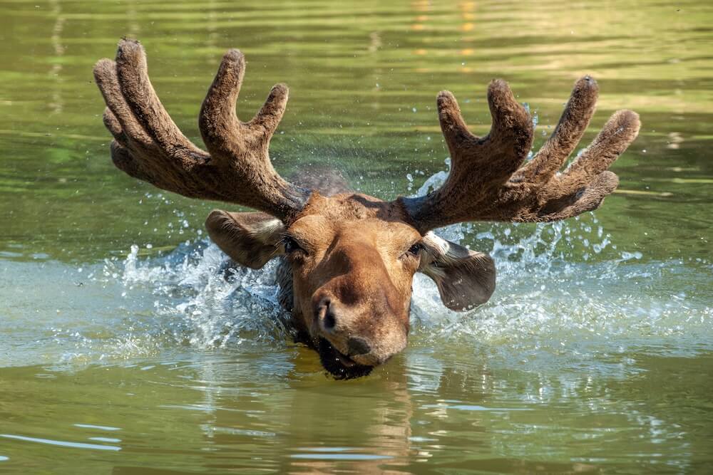 Łoś euroazjatycki płynący w wodzie