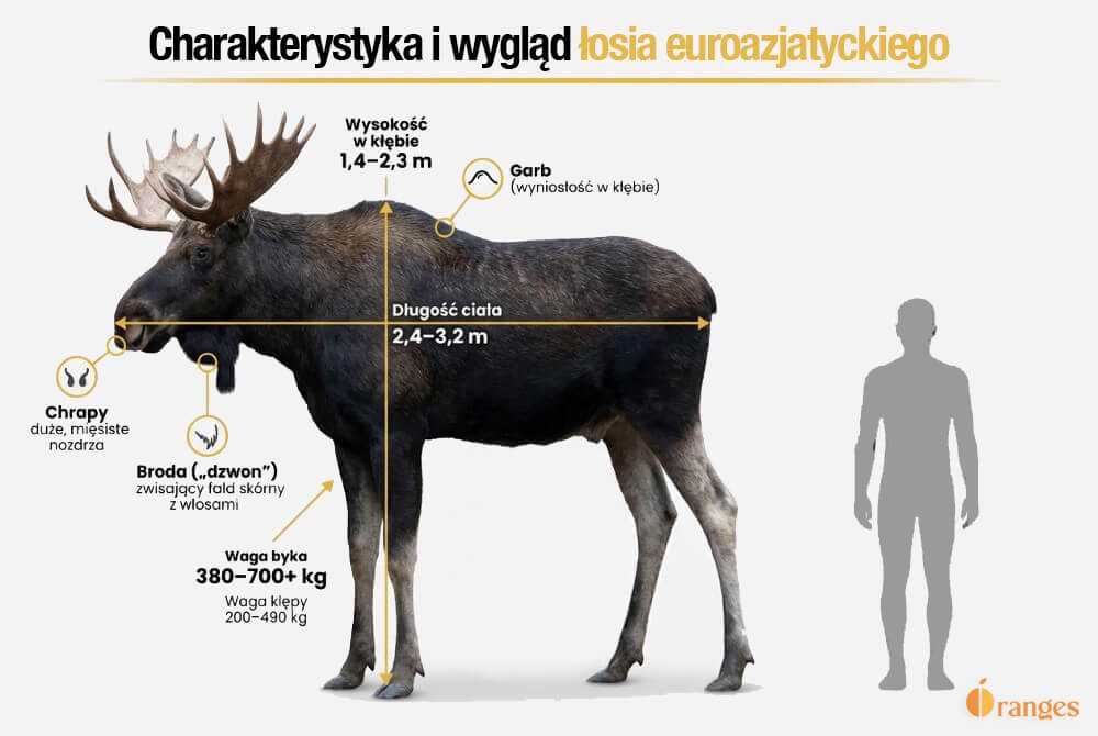 Infografika - łoś euroazjatycki z wymiarami (wysokość, długość) i zakresem wagi, porównaniem do człowieka oraz panelami cech rozpoznawczych i dymorfizmu płciowego