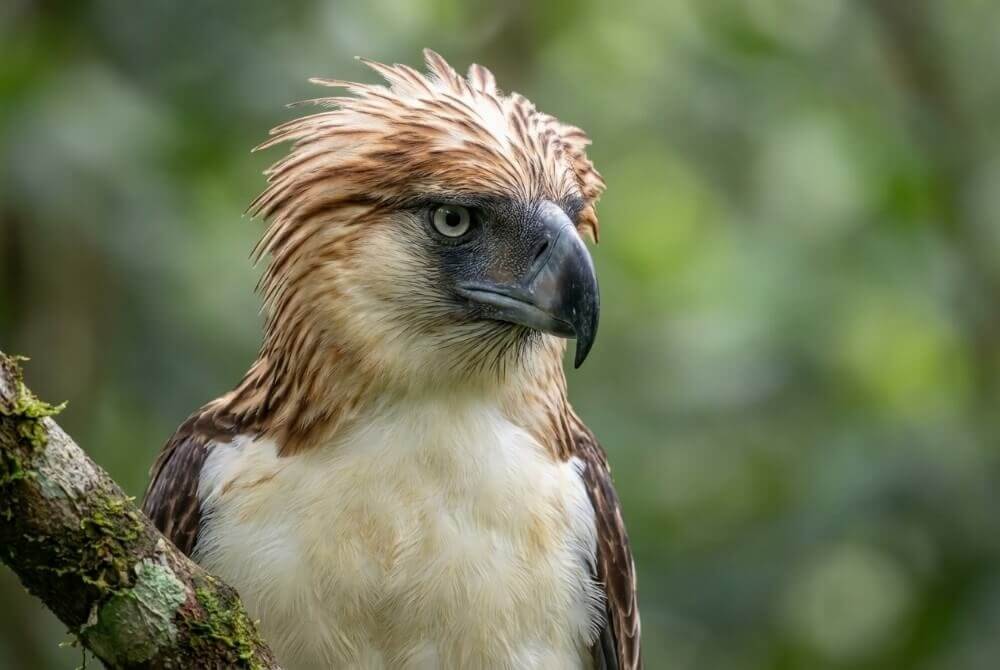 Małpożer z bliska w naturalnym środowisku