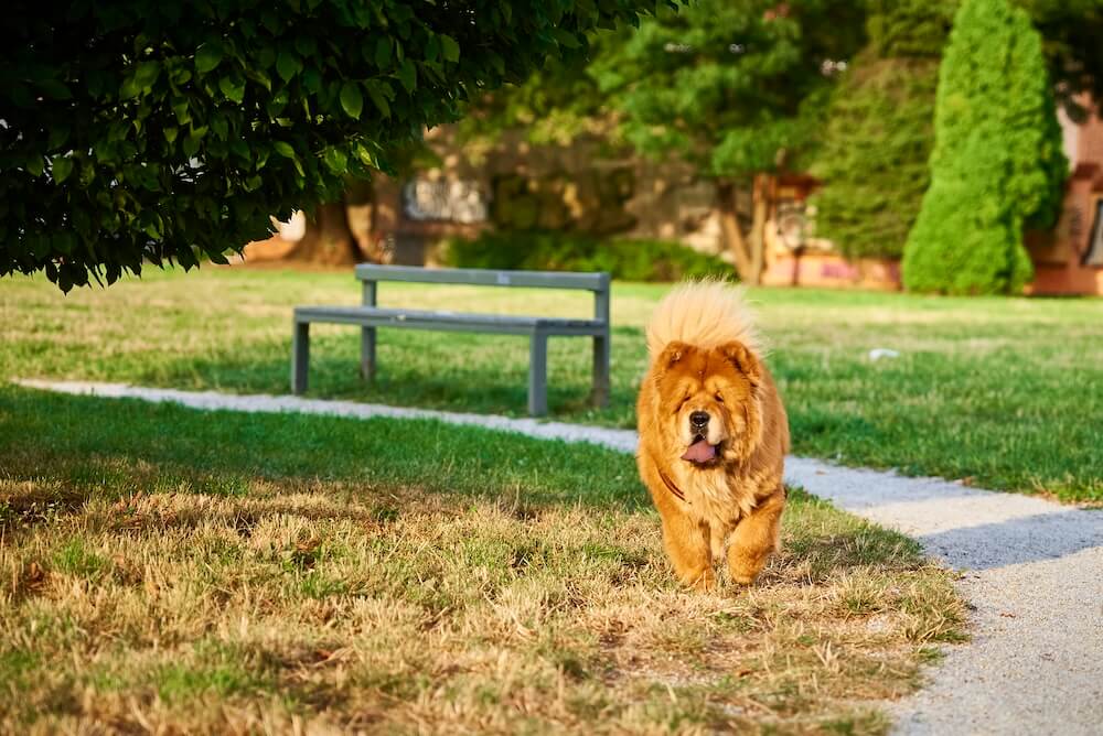 Pies Chow chow na spacerze w parku