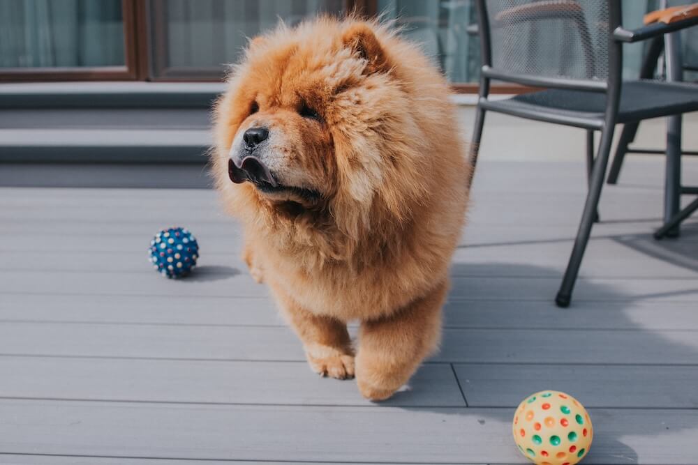 Pies Chow chow podczas zabawy na tarasie
