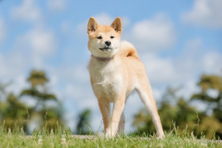 Pies Shiba Inu na łące