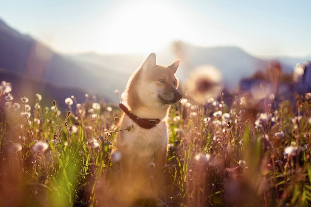 Pies Shiba Inu między roślinami
