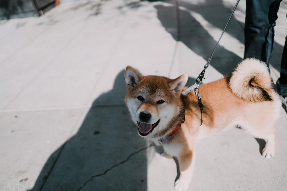 Shiba Inu pies na smyczy podczas spaceru