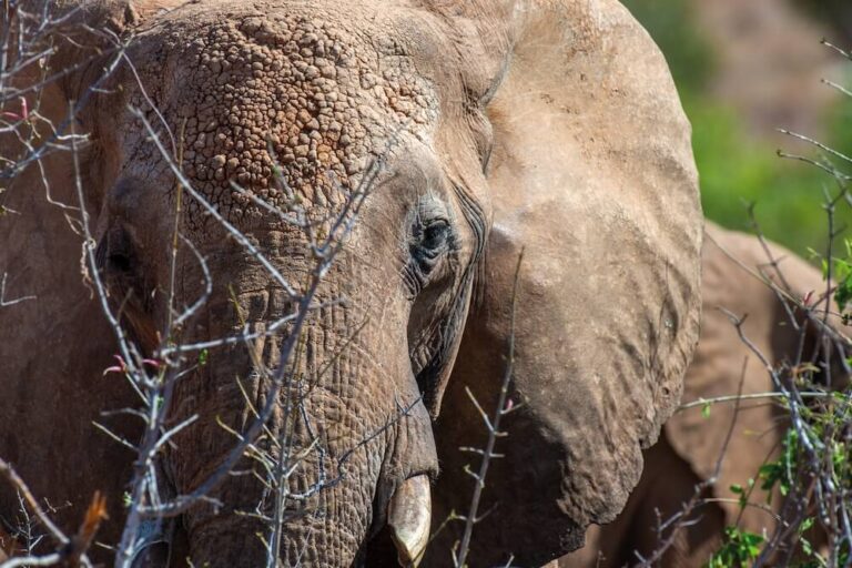 Słoń afrykański z bliska