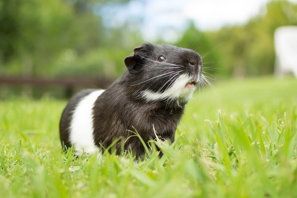 Świnka morska Cuy Cavy