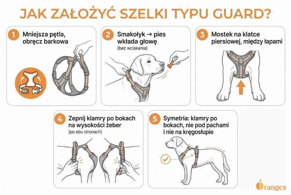 Infografika pokazująca 5 kroków zakładania szelek typu guard: mniejsza pętla na głowę, ułożenie paska mostkowego, zapięcie klamer po bokach i kontrola symetrii