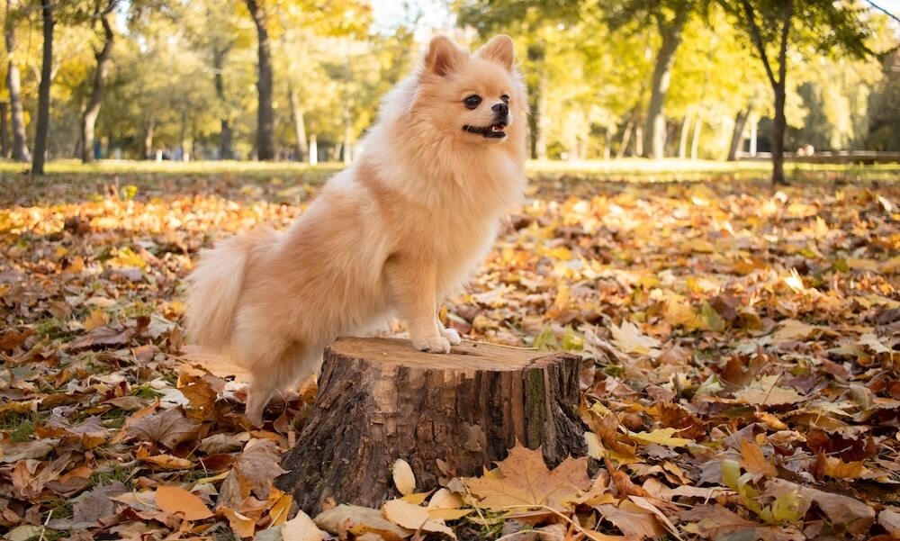 Szpic miniaturowy Pomeranian na pniu drzewa