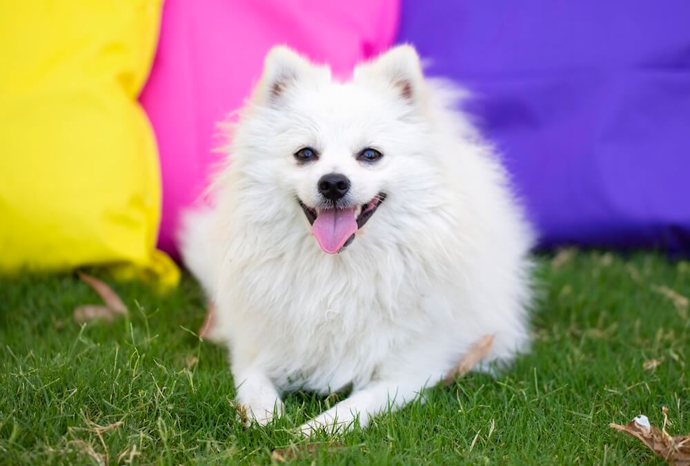 Szpic niemiecki na trawniku