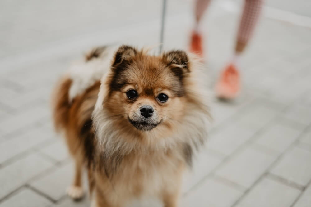 Szpic miniaturowy Pomeranian