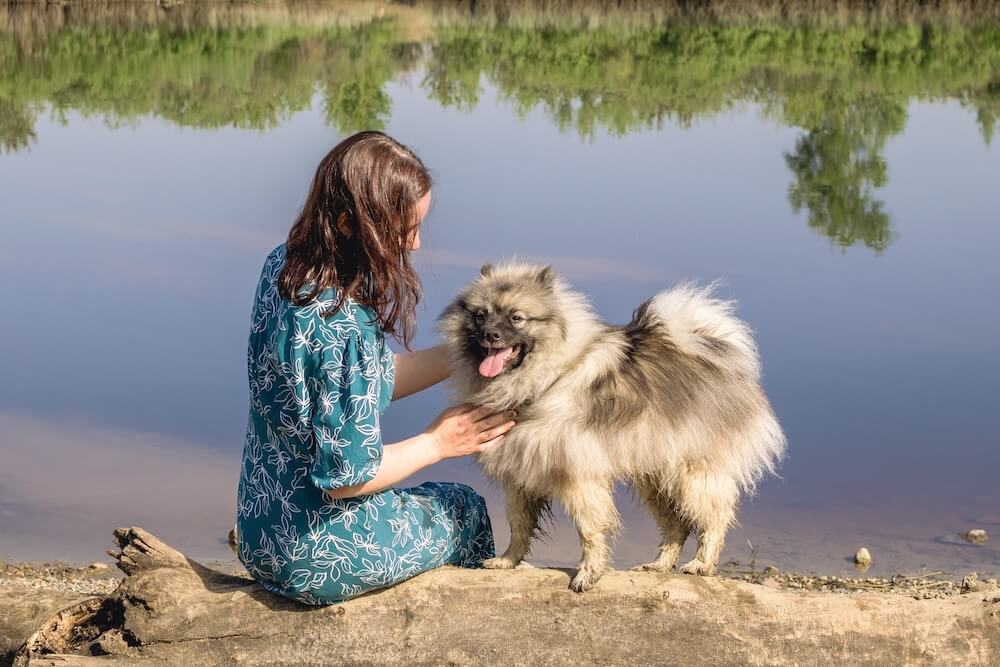 Szpic wilczy Keeshond nad jeziorem