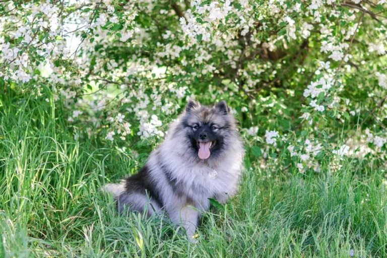 Szpic wilczy Keeshond w trawie