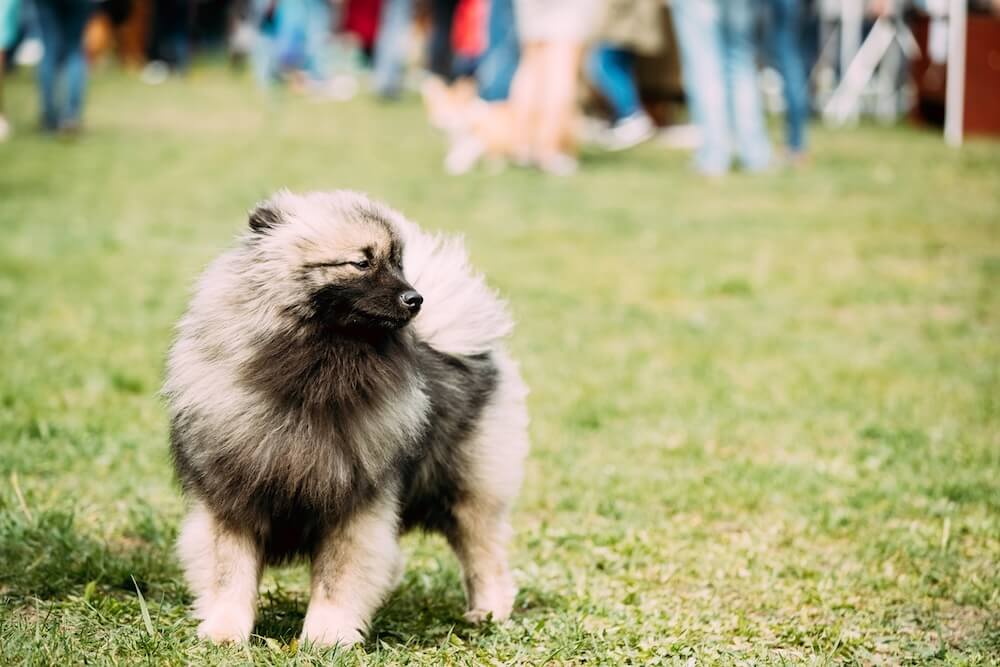 Szpic wilczy Keeshond