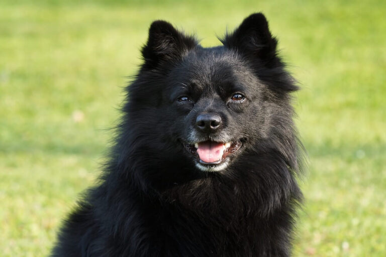 Szwedzki lapphund