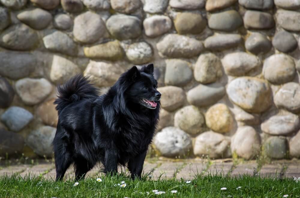 Szwedzki lapphund obok kamieni
