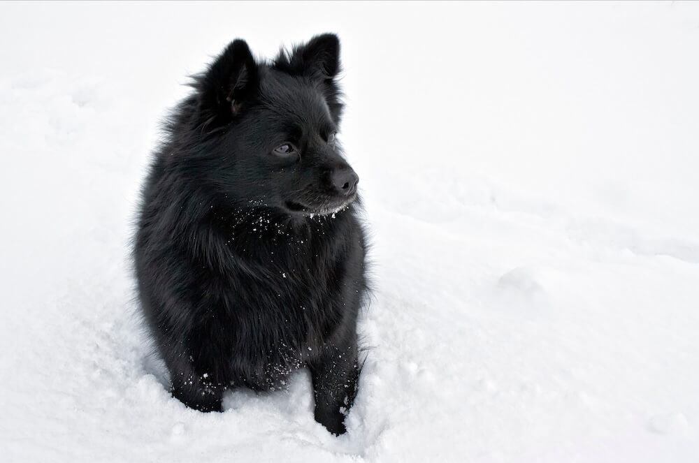 Szwedzki lapphund w śniegu
