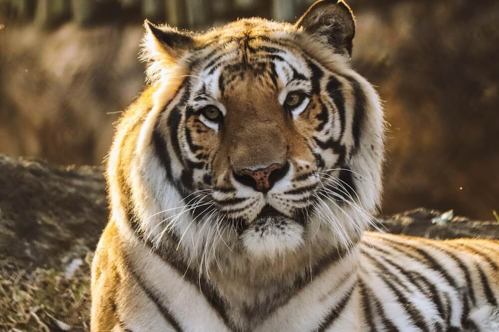 Tygrys syberyjski z bliska