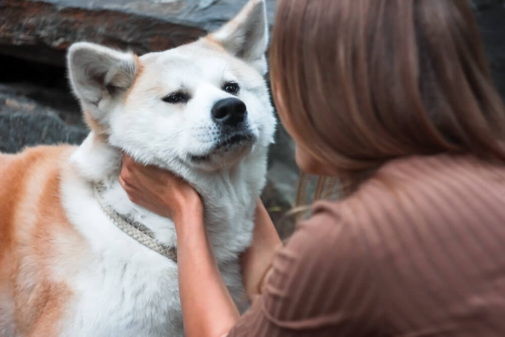 Właścicielka troszcząca się o swojego psa Akita Inu