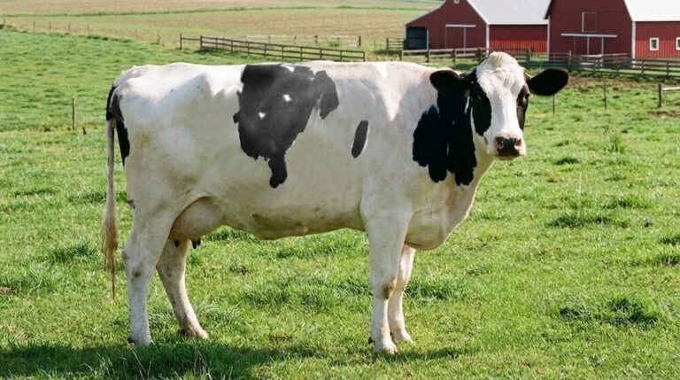 Dziewczyna w szerokich spodniach