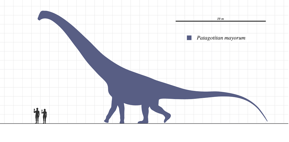 Porównanie wielkości Patagotitan mayorum i człowieka