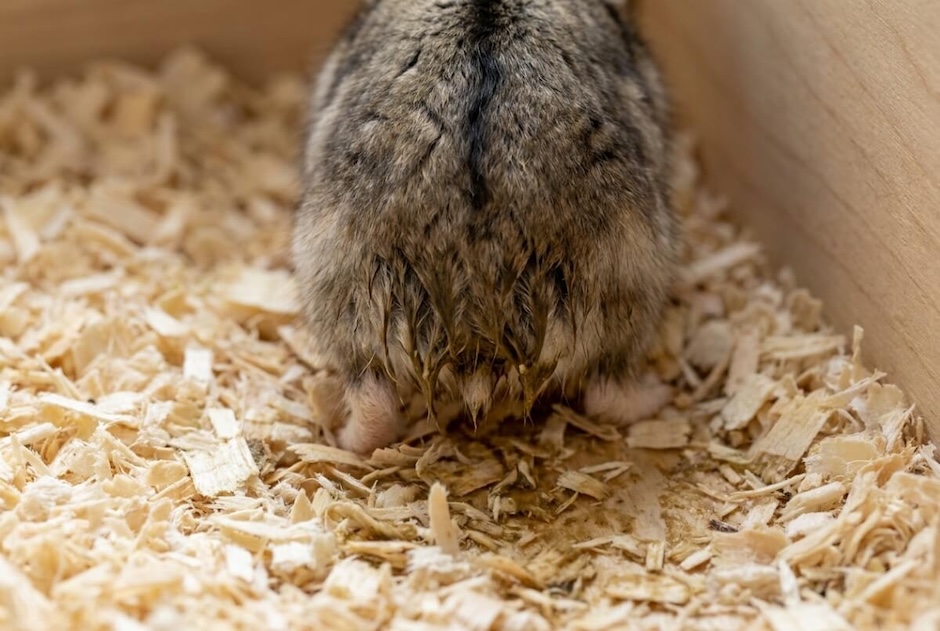 Zabrudzone futro u chomika jako objaw biegunki