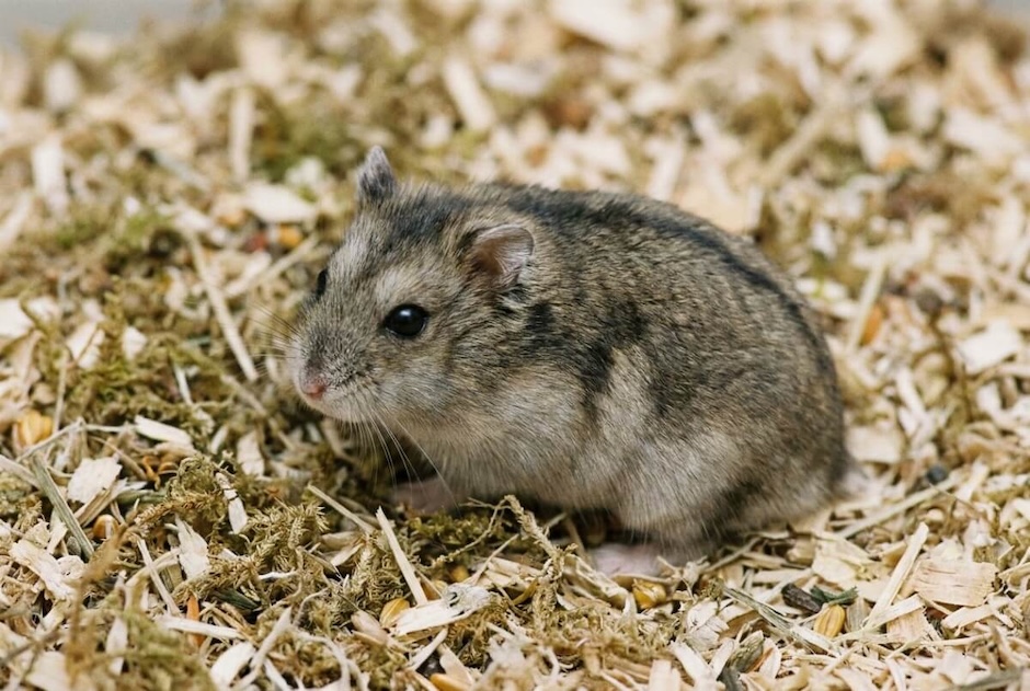Chomik Campbella w bliskim ujęciu, siedzący na naturalnej ściółce