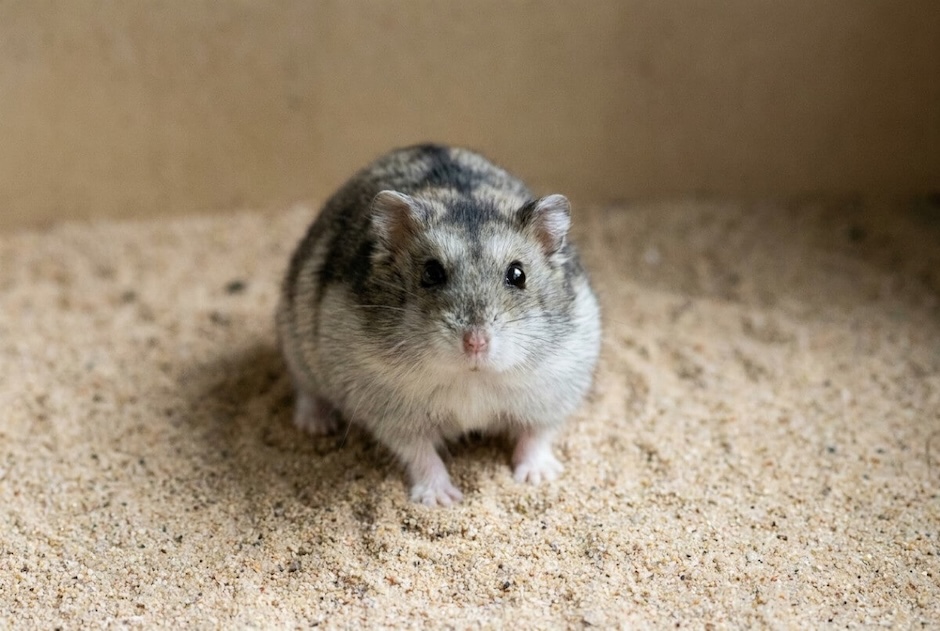 Chomik dżungarski z widoczną pręgą na grzbiecie w bliskim kadrze