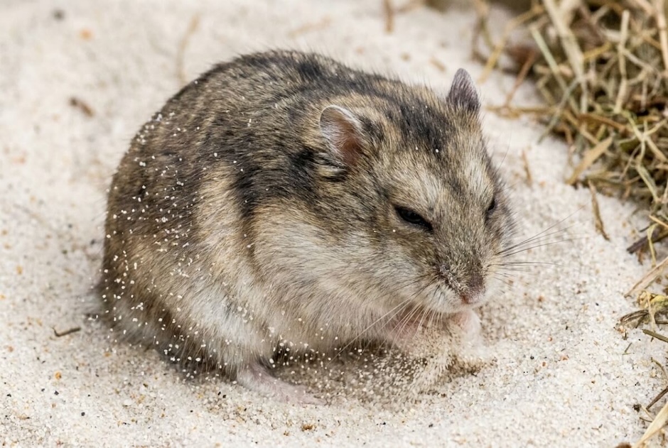 Chomik korzystający z kąpieli piaskowej zamiast wody