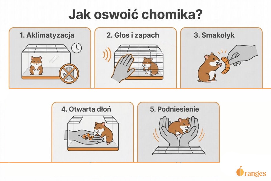 Infografika na temat oswajania chomika w kilku etapach