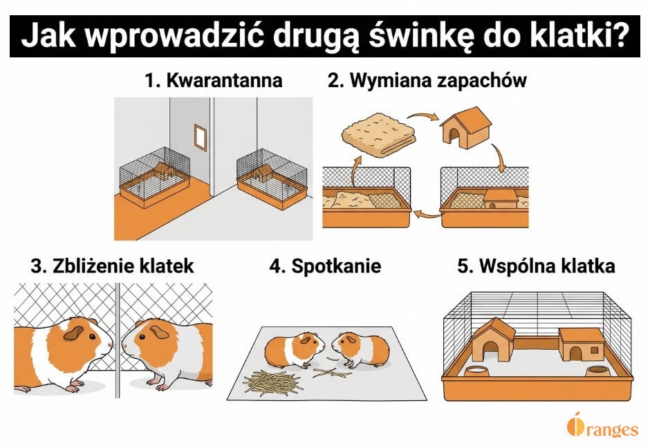 Infografika pokazująca pięć etapów bezpiecznego łączenia świnek morskich w jednej klatce