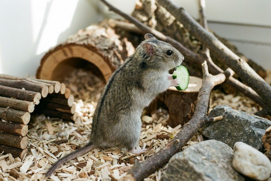 Chomik chiński z charakterystyczną pręgą na grzbiecie w domowym terrarium
