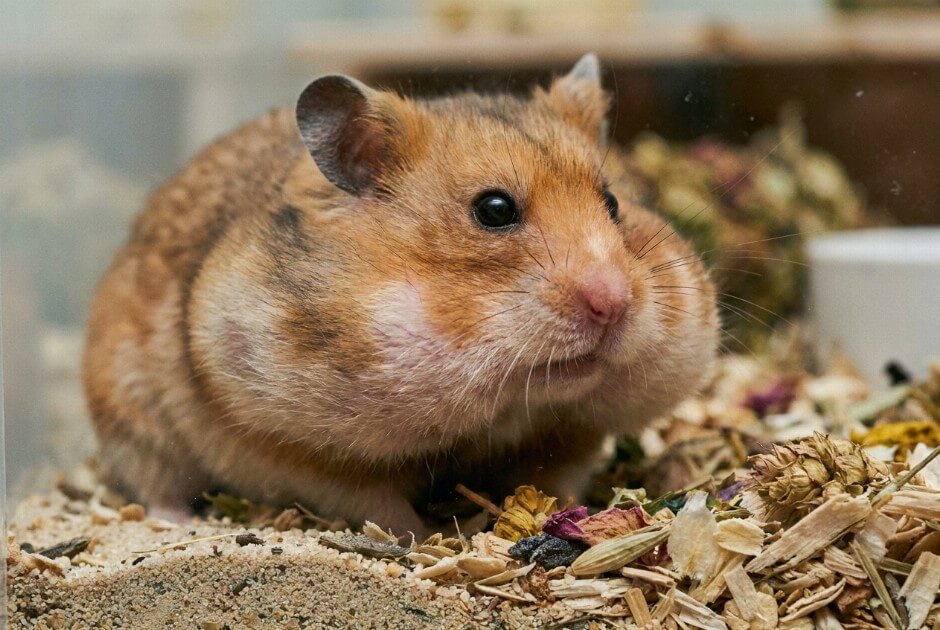 Chomik z wypełnionymi torbami policzkowymi
