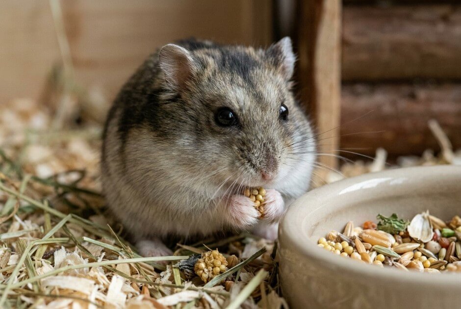 Chomik dżungarski jedzący mieszankę nasion odpowiednią dla diety niskowęglowodanowej