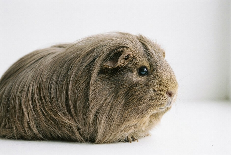 Kawia domowa rasy Sheltie