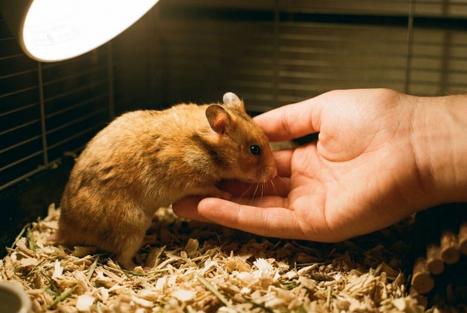 Spokojne oswajanie chomika syryjskiego z poszanowaniem jego samotniczej natury