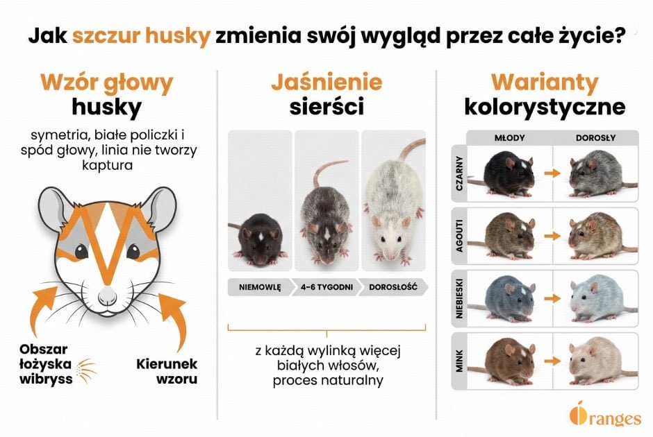 Infografika pokazująca trzy etapy wyglądu szczura husky: wzór głowy, jaśnienie sierści i warianty kolorystyczne